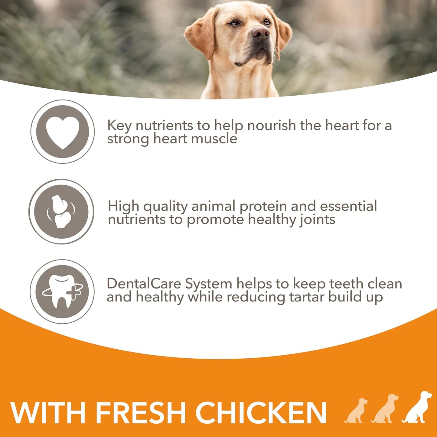 IAMS Senior Large Complete Dry Dog Food Chicken 12kg - With DentalCare System
