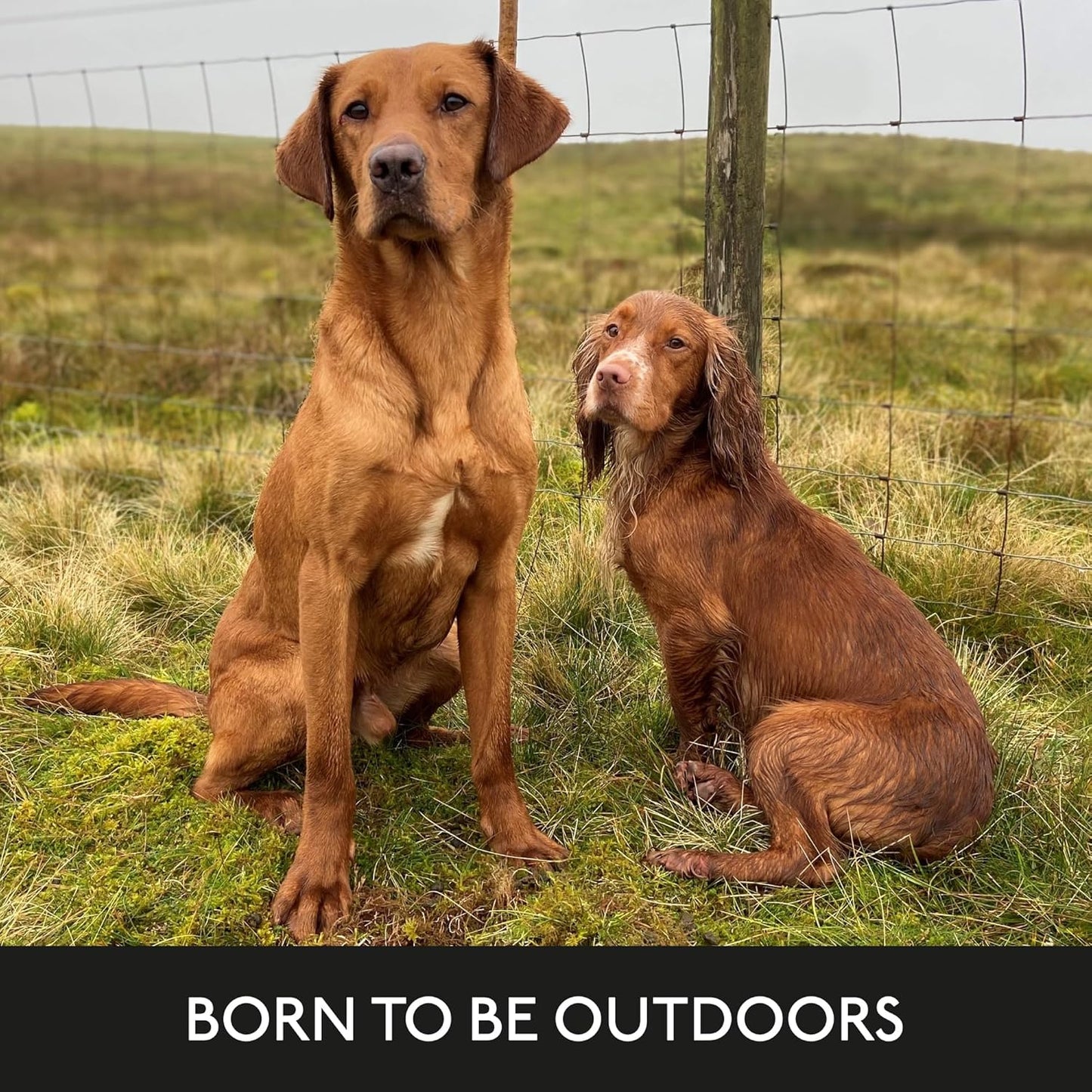 Skinners Field & Trial Salmon & Rice 15kg , Complete Dry Adult Working Dog Food, Gentle Digestion, Glossy Coat
