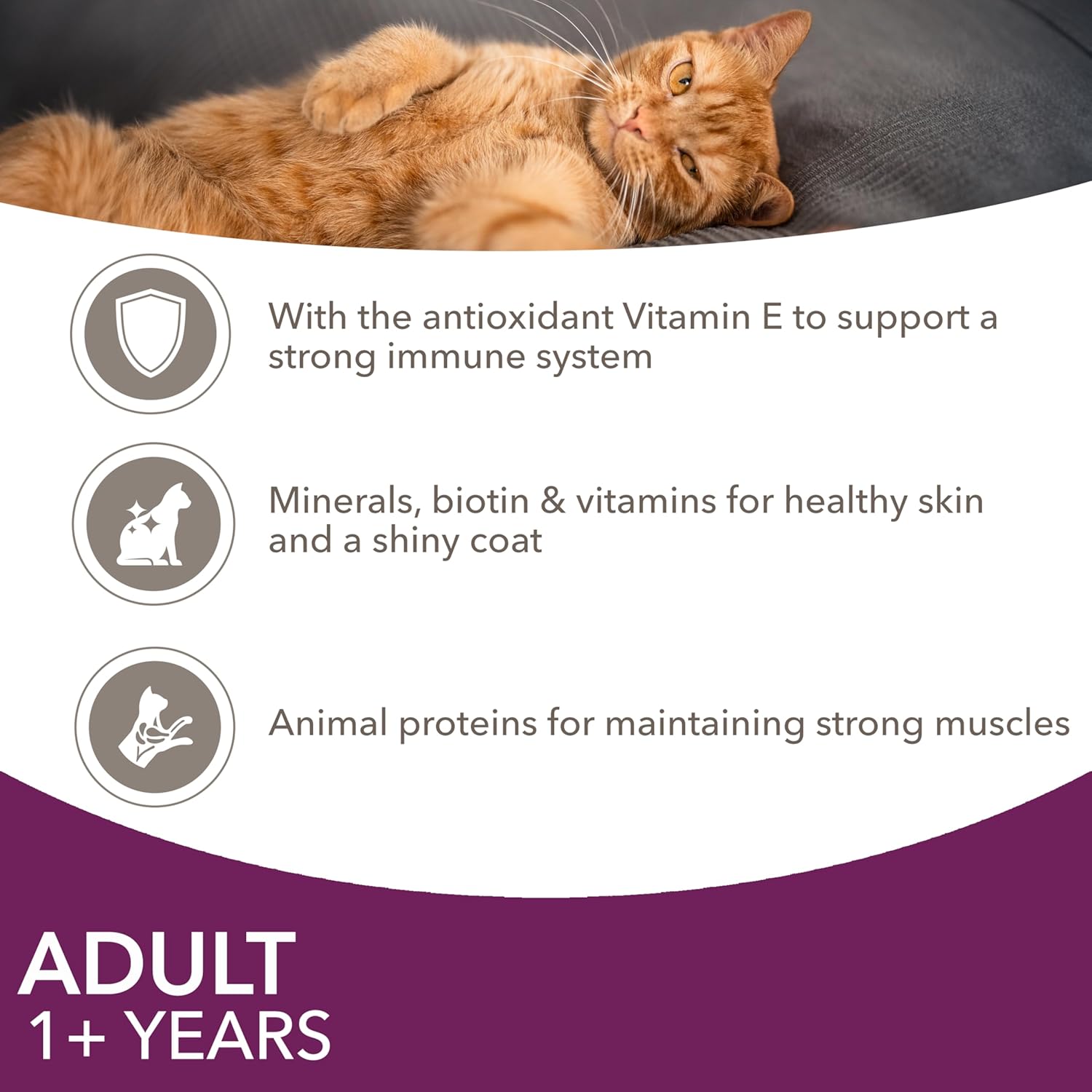 iams adult wet cat food land & sea in jelly 72 x 85g iams adult wet cat food land & sea in jelly 72 x 85g